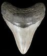 Serrated, Megalodon Tooth - North Carolina #54746-1